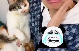 抖阴猫咪：畅玩宠物搞笑视频，分享萌宠日常新体验